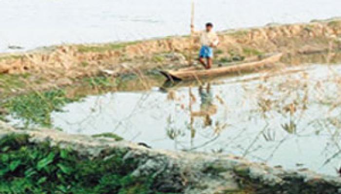 গায়ের জোরে মাছের ভেড়িও এখন ঘাসফুলের দখলে