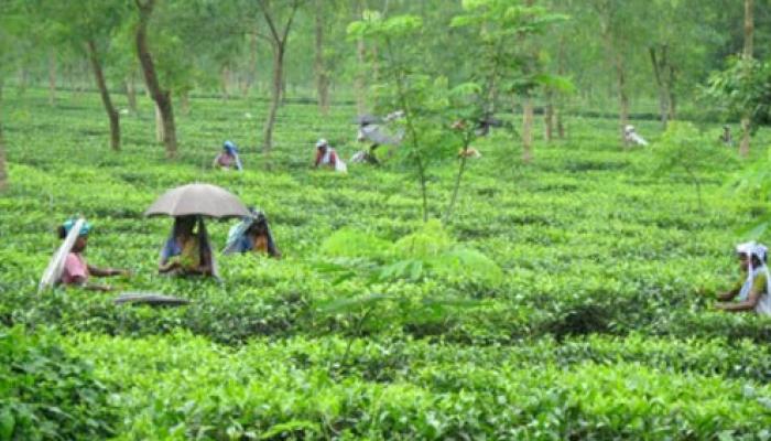 এনসেফ্যালাইটিসে আক্রান্ত পর্যটন, প্রতিদিনই বাতিল হচ্ছে ডুয়ার্সের বুকিং 