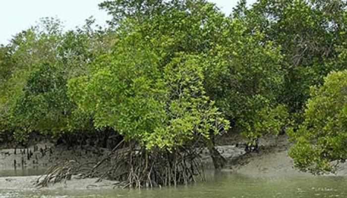 অশনি সংকেত: সুন্দবনের ম্যানগ্রোভ উদ্ভিদ হারিয়ে ফেলছে কার্বন ডাই অক্সাইড শোষণ ক্ষমতা 