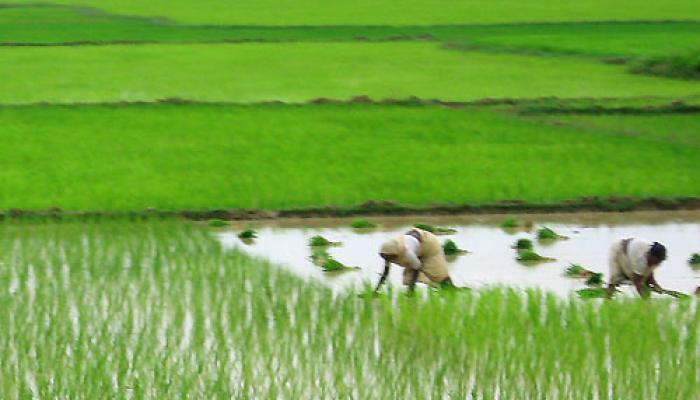 রাজ্যে গুরুত্ব বাড়ছে কৃষি গবেষনার 