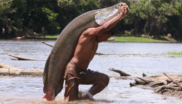 আমাজনে উদ্ধার &#039;দৈত্য মাছ&#039;, আরাপাইমার ভবিষ্যত নিয়ে আশাবাদী বিজ্ঞানীরা 