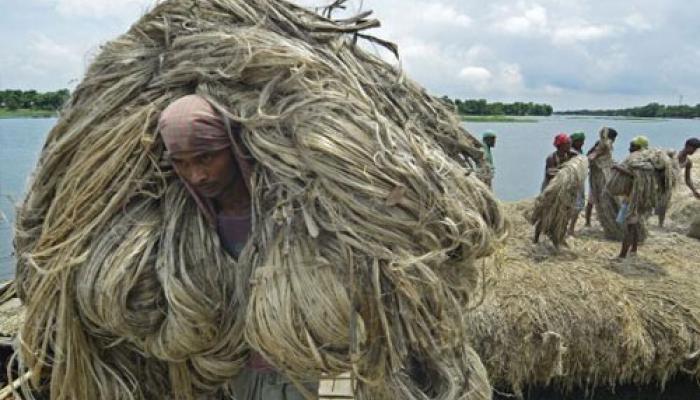 পাট চাষে দালাল দৌরাত্ম্য  