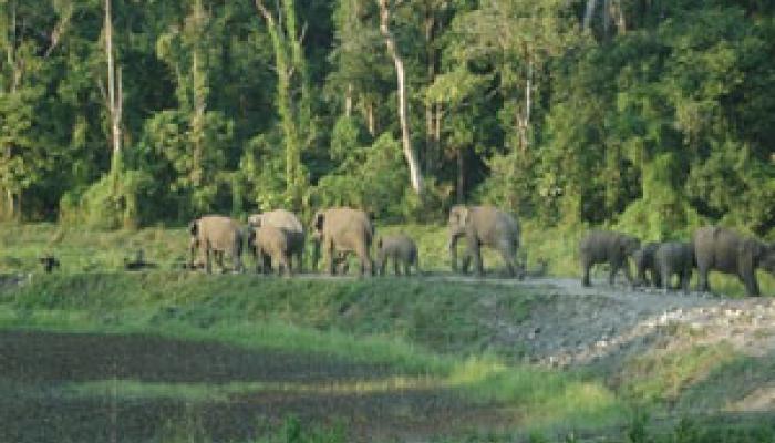 আজ থেকে শুরু হল উত্তরবঙ্গে হাতি সুমারির কাজ