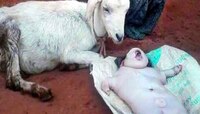 মানুষের মতো দেখতে সন্তানের জন্ম দিল ছাগল মা 