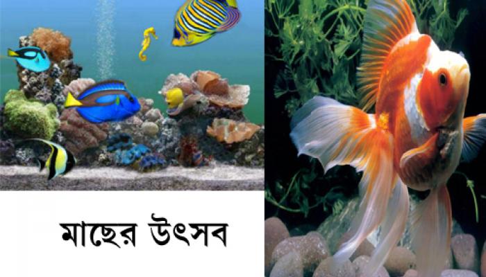 ত্রিকোণ পার্কে রঙিন মাছের মেলা 