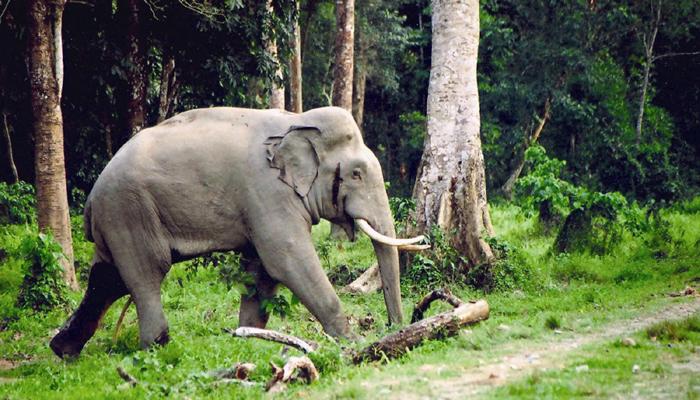 বন্যপ্রাণ সংরক্ষণের জোর রাজ্যের, নিরাপত্তায় যুক্ত হল সেনাও 