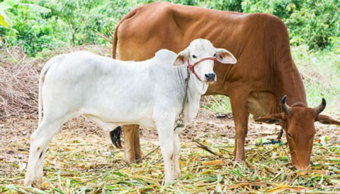  ক্যান্সার সারাতে গোমূত্র পানের পরামর্শ দিলেন বিজেপি সাংসদ 