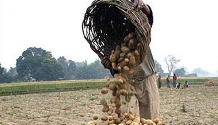 ফের আত্মঘাতী আলুচাষী, এবার মালদায় 