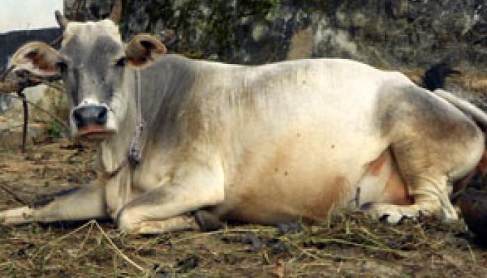 গরুচোর সন্দেহে দুই যুবকে পিটিয়ে মারল জনতা