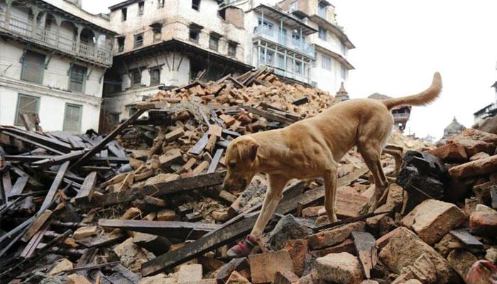 ১০ হাজার মানুষের মৃত্যুর আশঙ্কা নেপালে, প্রানের খোঁজ চলছে ধ্বংসস্তূপে   