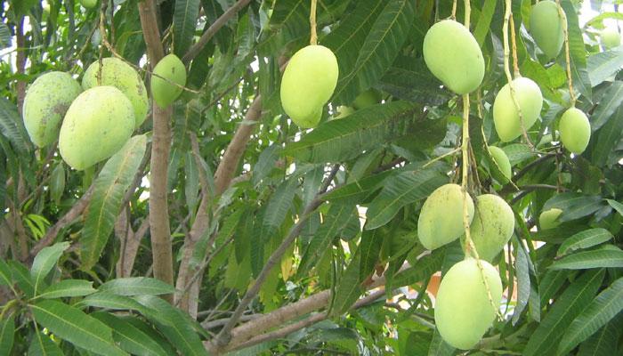 আশা জাগালেও রেহাই দিল না প্রকৃতি, কালবৈশাখির দাপটে ঝরল মুকুল, মাথায় হাত আমচাষীর 