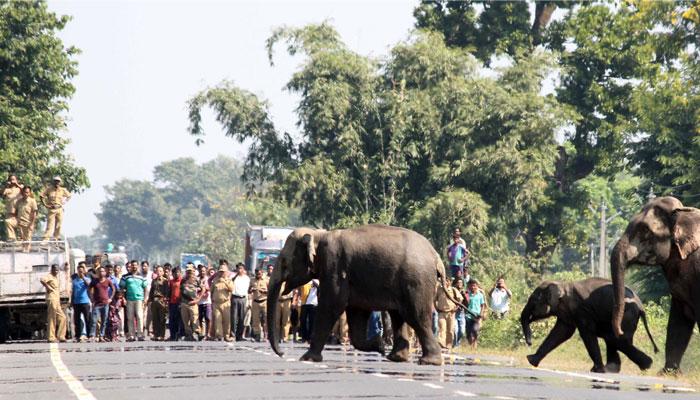 হাতির হানায় প্রাণ যাচ্ছে, নির্বিকার প্রশাসনের টনক নড়াতে বন বাংলোর দখল নিল বাগডোগরার মানুষ  