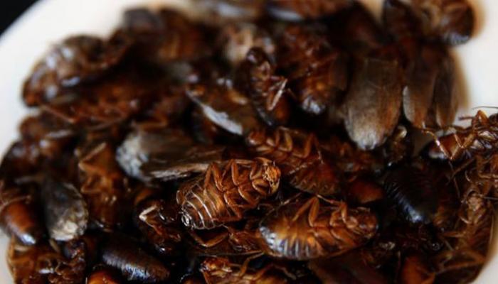আরাশোলার ডিশে জ্যান্ত সাপ