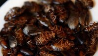 আরাশোলার ডিশে জ্যান্ত সাপ