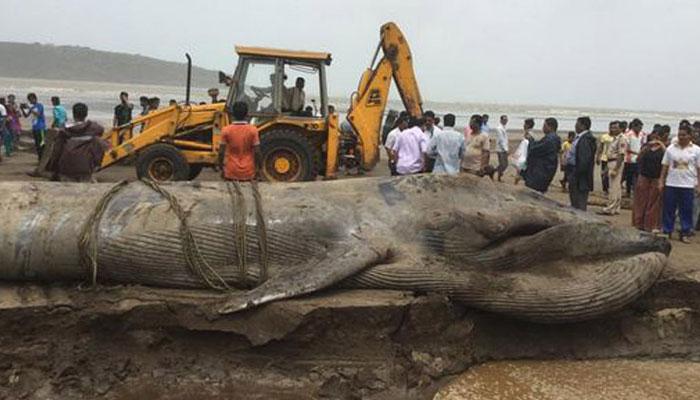 জলের তোড়ে ভেসে আসা নীল তিমির মৃত্যু হল আলিবাগ বিচে 