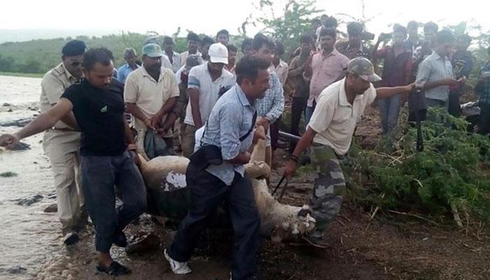 পর পর ৯টি সিংহের মৃত্যু, গুজরাটে বন্যা কবলিত সিংহ উদ্ধার করে নিয়ে যাওয়া হবে মধ্য প্রদেশে 