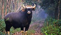ডুয়ার্সে কাঁটাতারে জখম বাইসন ঘুমপাড়ানি গুলিতে মৃত