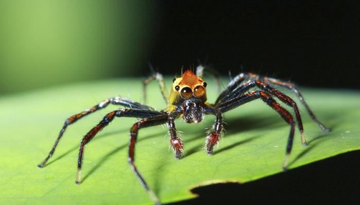  কেরলে সন্ধান মিলল মাকড়সার ছ&#039;টি নতুন প্রজাতির