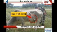 গরুর পেট থেকে টিক টিক আওয়াজ, বোমাতঙ্কে গরু আটক করল সেনা   