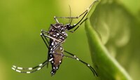ডেঙ্গির বাহক এডিস মশার লার্ভা মিলল এসএসকেএমে
