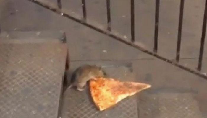 #PizzaRat পিজা চুরির ইঁদুর দৌড় ভাইরাল সোশ্যাল মিডিয়ায়