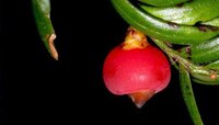 চিনে পাওয়া গেল ১৩০০ বছরের গাছ