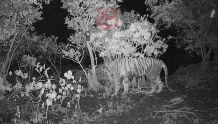 ক্যামেরা ট্র্যাপিংয়ে খাঁচাবন্দি ঝড়খালির বাঘিনী