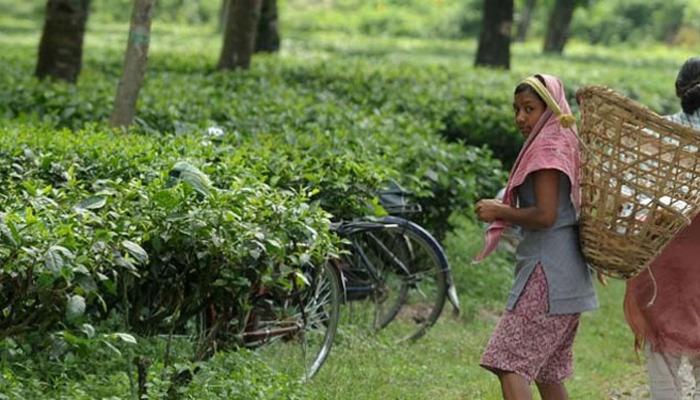  চা-বাগানে মৃত্যুমিছিল চলছেই