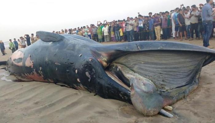 রোজ খবরে তিমির ভেসে আসা তাই জানুন তিমির ৫ টি কথা