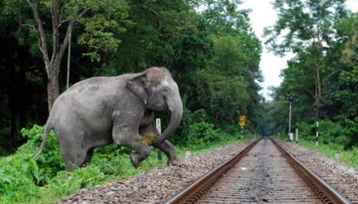 বিদ্যুত্‍স্পৃষ্ট হয়ে একের পর এক হাতির মৃত্যু, হুঁশ নেই বনদফতরের