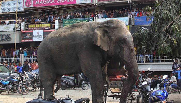 আবারও হাতির হানা শিলিগুড়িতে