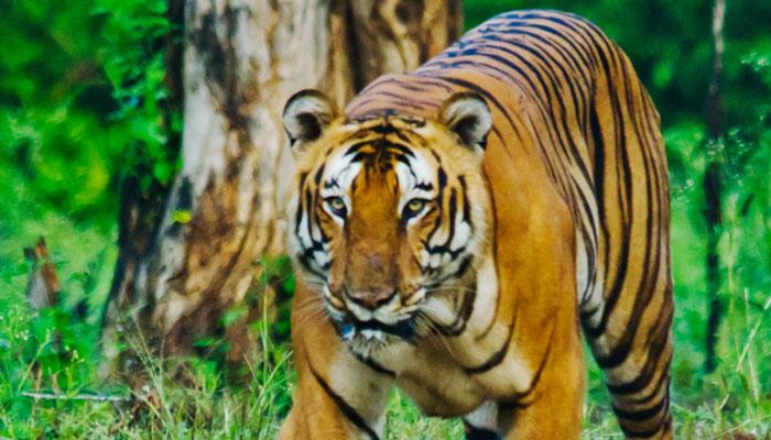 ভোট দিতে বলছে বাঘেরা 