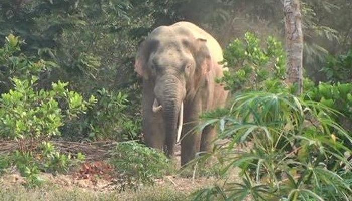 প্রচন্ড গরমে জলের খোঁজে লোকালয়ে বাড়ছে হাতির হানা