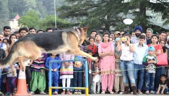 সিমলায় পুলিস কুকুরদের কেরামতি প্রদর্শন