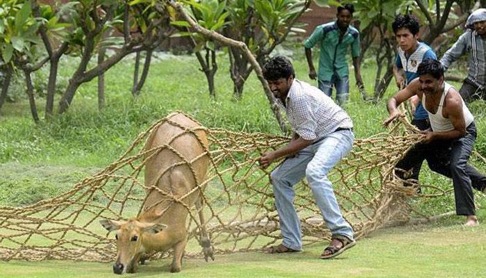 দেশের তিন রাজ্যে নীলগাই, বুনো শুয়োর আর বাঁদর কালিংয়ে অন্তর্বর্তী স্থগিতাদেশ নয় 