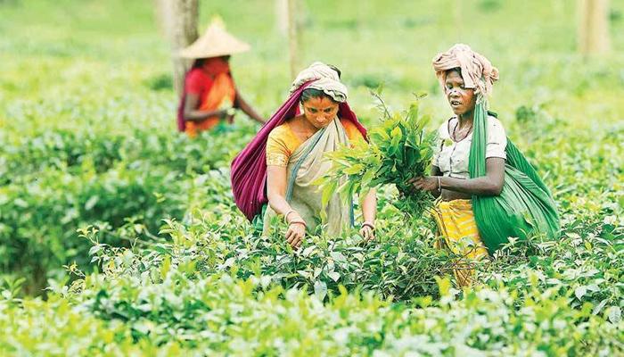 উত্তরবঙ্গে বন্ধ ৬ টি চাবাগান নিলামের ভাবনা রাজ্যের