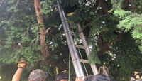 পোকেমন ধরতে শেষমেশ গাছে চড়লেন মহিলা! (ভিডিও)