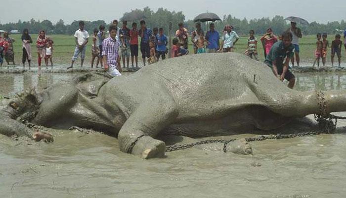 মারা গেল বঙ্গ বাহাদুর