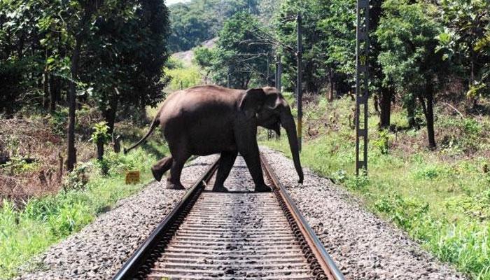 বাঁকুড়ার জঙ্গল এলাকাকে হাতি করিডর ঘোষণার নিদান বিশেষজ্ঞদের