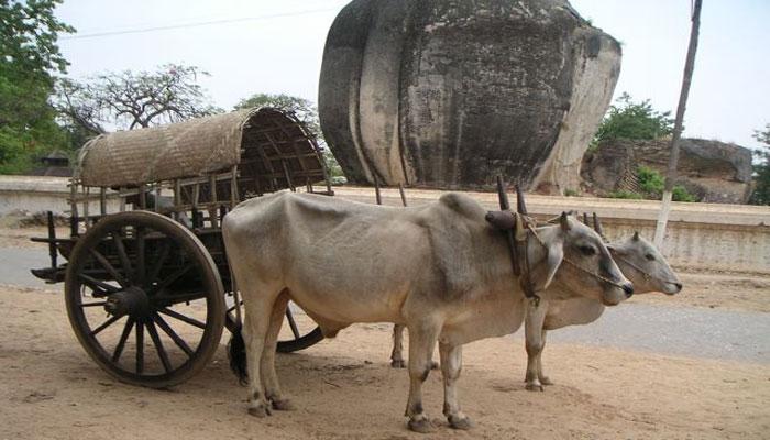 গরুর গাড়িতে চাপা পড়ে মরণাপন্ন