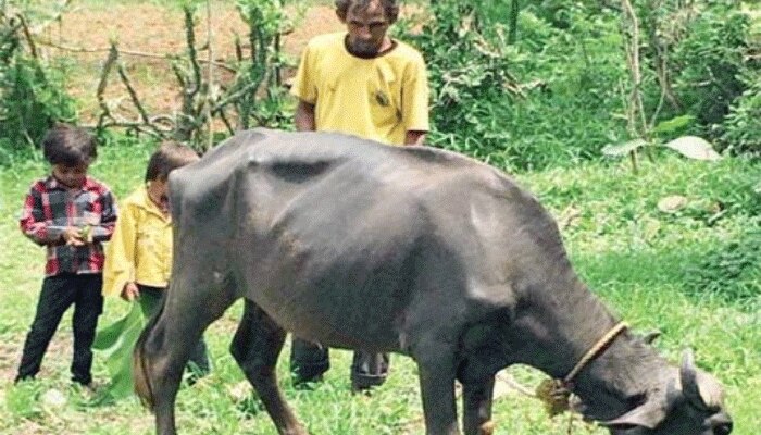  দেশের প্রাক্তন ক্রিকেট অধিনায়ক দুটো খাবার জোগাড় করার জন্য গরু চড়াচ্ছেন!