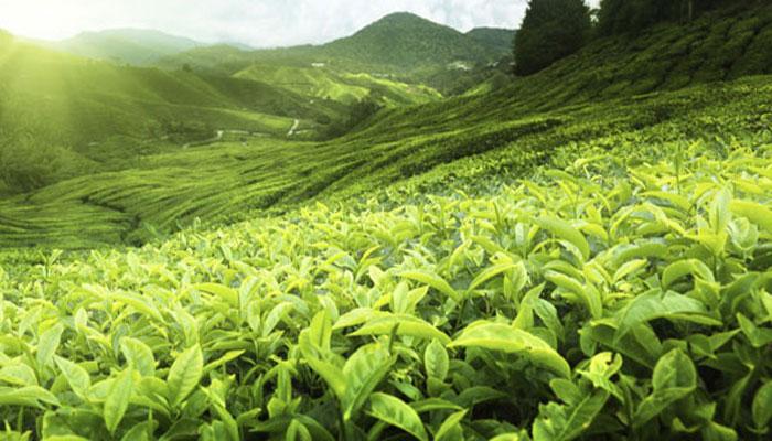 পুজোর মুখে বন্ধ জলপাইগুড়ির সাইলি চা বাগান