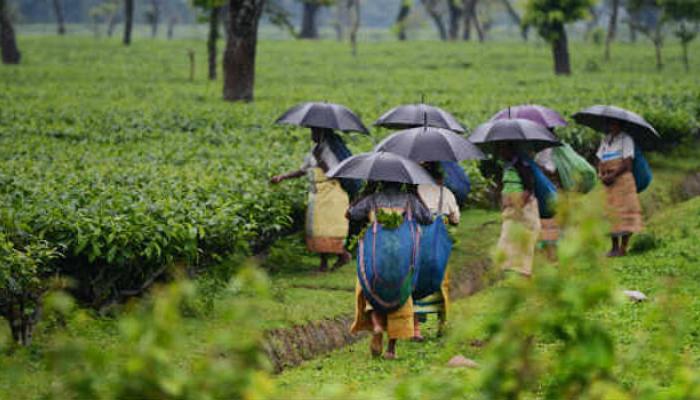 বৃষ্টিতে ভয়াবহ ডুয়ার্স