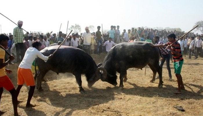 দুর্গাপ্রতিমার বিসর্জনের আগে মোষের লড়াই পুরুলিয়ায়!