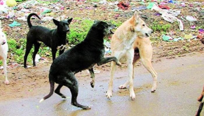 কুকুর কাম ও কুকুর হত্যার অপরাধে হায়েদরাবাদে গ্রেফতার যুবক