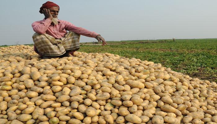 নোট বাতিলের জেরে কঠিন অবস্থা আলু চাষিদের