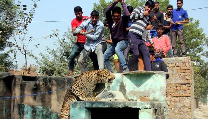 গ্রামে ঢুকে পড়া চিতার সঙ্গে মানুষের এই লড়াইটা দেখলে আতঙ্কে গা শিউড়ে উঠবে (ভিডিও) 