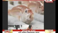 বরফের নীচে ৫০০০ মাছ, চলছে স্কেটিং!