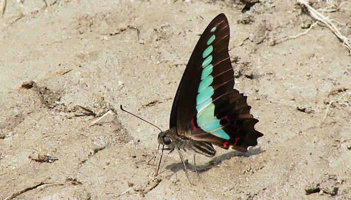 নিজের হাতে ওড়াবেন নাকি প্রজাপতি?