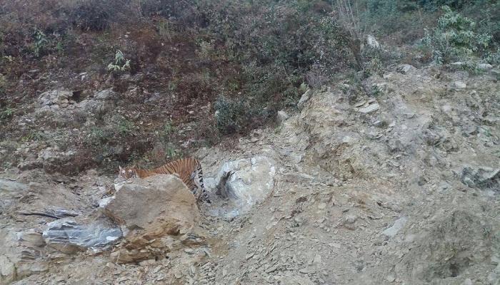 নেওড়াভ্যালিতে লেন্সবন্দি রয়্যাল বেঙ্গল!